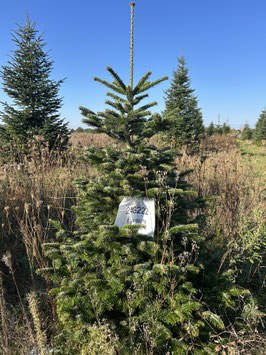 190cm Weihnachtsbaum, Nordmanntanne, 24G222