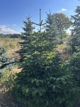 160 cm Weihnachtsbaum, Nordmanntanne, 24W130